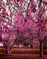 Cherry blossoms in spring