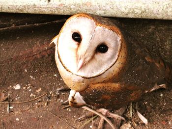 Portrait of barn owl under pipe