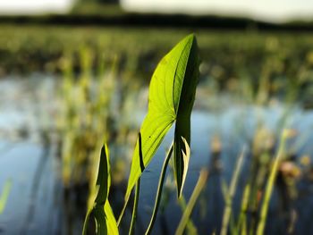 Close-up of plant