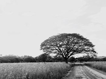 Single tree on field against clear sky