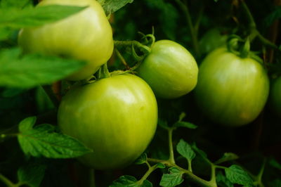 Close-up of apples