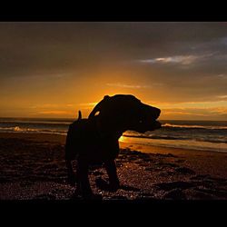 Silhouette dog on beach against sky during sunset