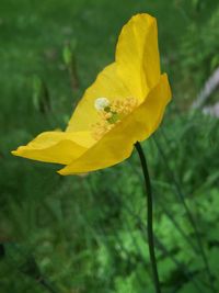 Close-up of yellow flowers