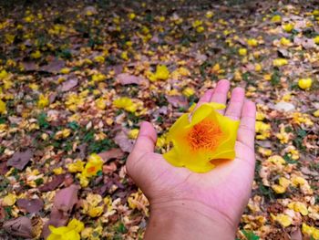 Close-up of hand holding maple leaves