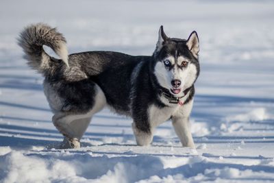 Portrait of dog on snow covered land