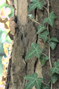 Close-up of ivy growing on tree trunk