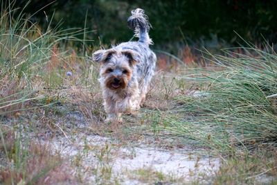 Portrait of dog on field