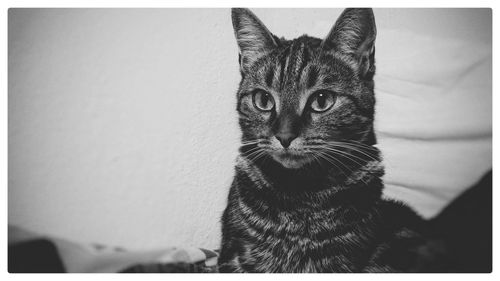 Close-up portrait of a cat