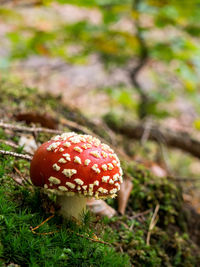 Close-up of fly agaric mushroom on field