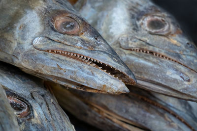 Close-up of fish for sale in market