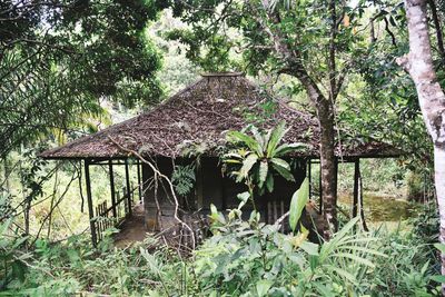 Trees and plants growing in abandoned building