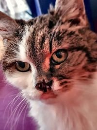 Close-up portrait of cat