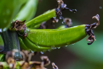 Close-up of wet bananas growing outdoors during rainy season