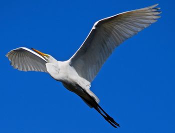 Low angle view of great egret flying against clear sky
