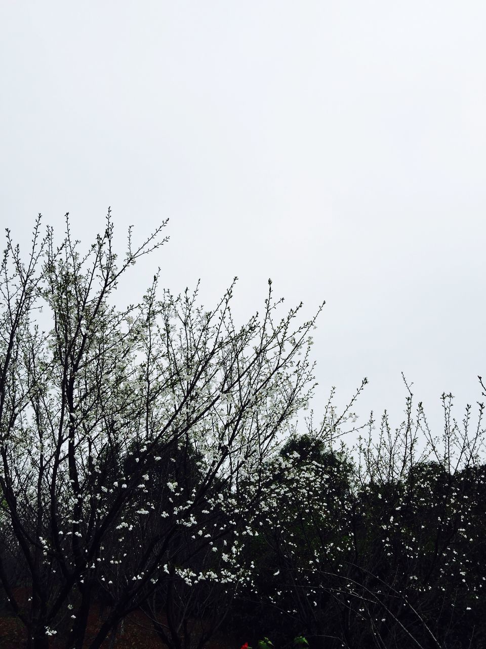 clear sky, copy space, bare tree, nature, silhouette, tranquility, field, growth, sky, low angle view, tree, plant, beauty in nature, outdoors, weather, dusk, no people, day, branch