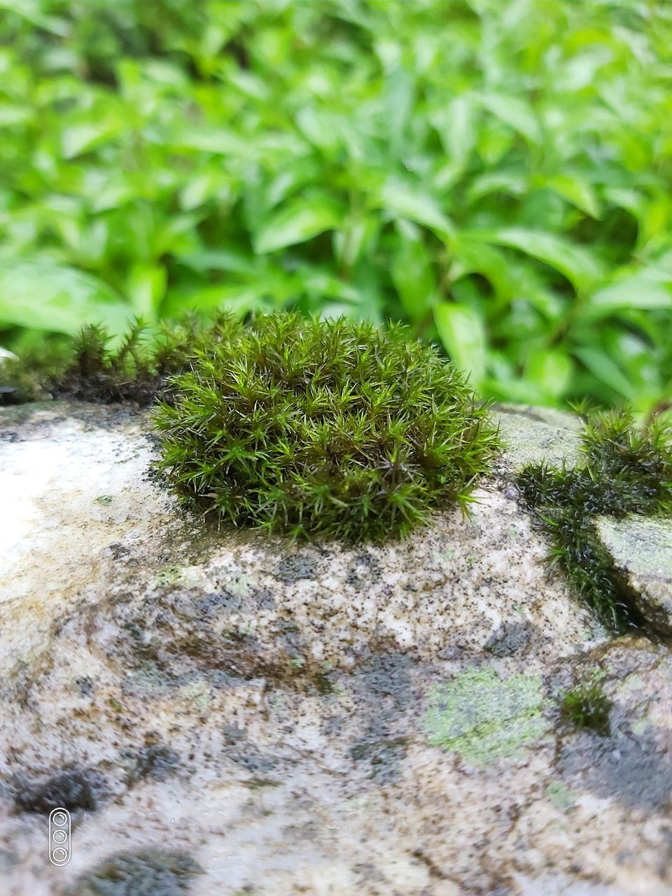 CLOSE-UP OF MOSS ON ROCK