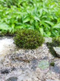 High angle view of moss growing on rock