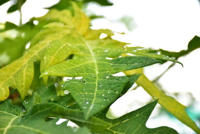 Close-up of wet plant leaves