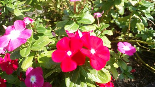 Close-up of pink flowers blooming in park