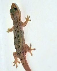 Lizard on the wall