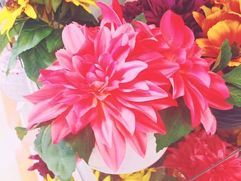 Close-up of red flowers