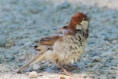 Close-up of a bird on land