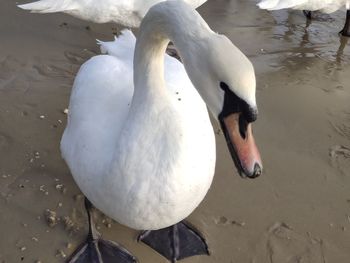 View of swan floating on lake