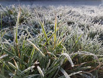 Close-up of frozen plants on field