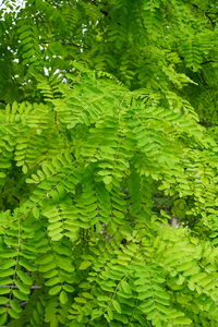 Close-up of fern leaves