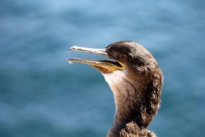 Close-up of eagle perching on water