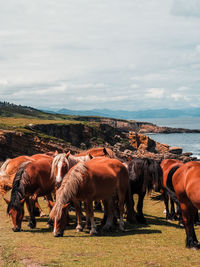 Horses standing in a field