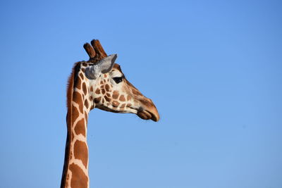 Low angle view of giraffe against clear blue sky