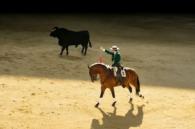 Horses riding bullfighter provoking bull