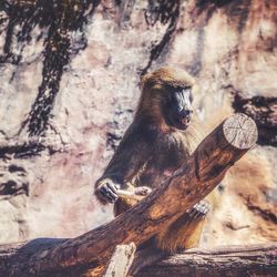 Monkey sitting on tree trunk