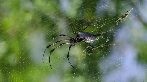 Close-up of spider on web