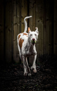 Ibizan hound carrying ball in mouth while running on field