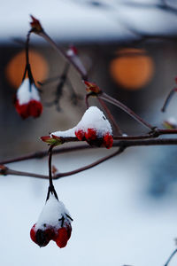 Close-up of frozen red fruit during winter