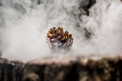 Close-up of shell on rock