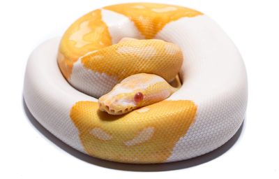 Close-up of orange slices over white background