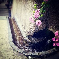 Close up of flowers in water