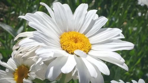 Close-up of daisy flowers