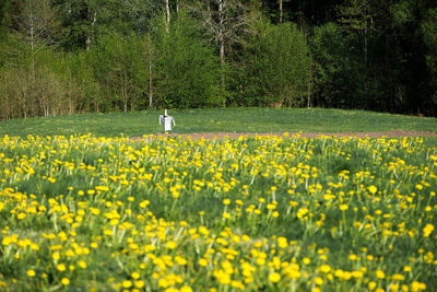 Scenic view of grassy field with yellow flowers