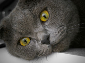 Close-up portrait of a cat
