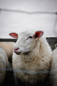 Close-up of sheep