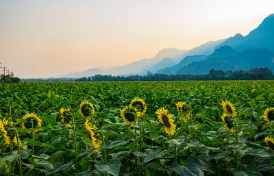 Scenic view of sunflower field against sky during sunset