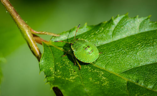 Close-up of leaves