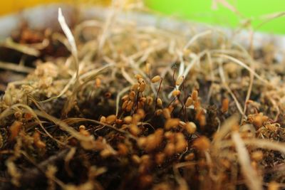 Close-up of crab on plant