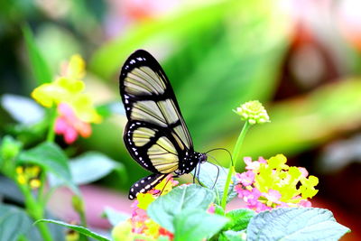 Close-up of butterfly pollinating on plant