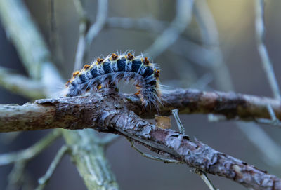 Close-up of caterpillar on tree branch