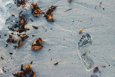 High angle view of insect on wet sand